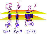 Membrane topologies